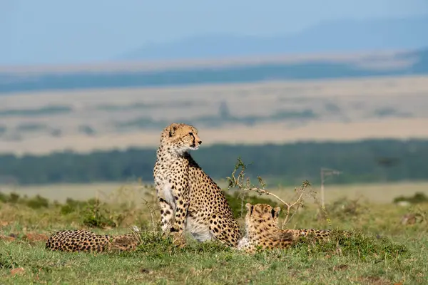 stock image A cheetah exploring its territory looking for a prey for hunting in the plains of Masai Mara conservation area during a wildlife safari