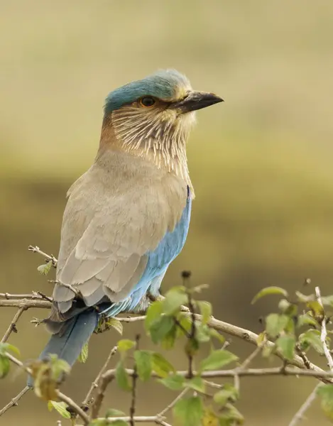 Stock image An Indian Roller perched on top of a ant hill in the grasslands of Hesarghata on the outskirts of bangalore