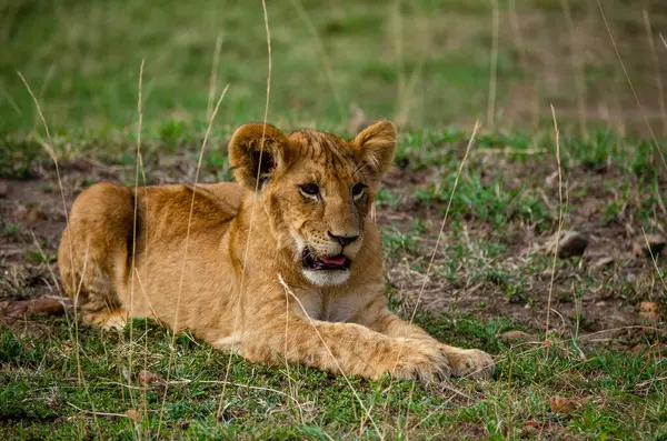 Vahşi yaşam safarisi sırasında Masai Mara koruma alanında oynayan bir aslan yavrusu.