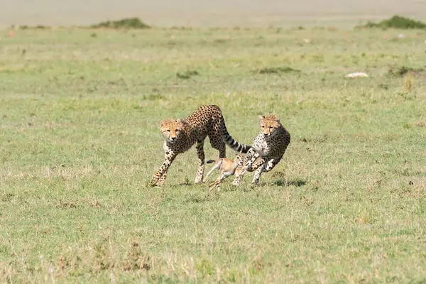 Vahşi yaşam safarisi sırasında Masai Mara koruma alanında yavru bir ceylanı avlayan bir çita ailesi.