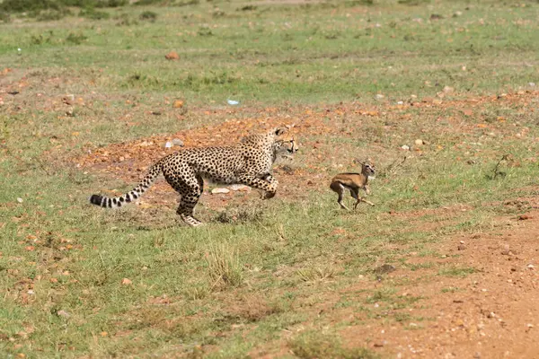 Stock image A family of cheetahs hunting a baby gazelle in the plains of Masai Mara conservation area during a wildlife safari