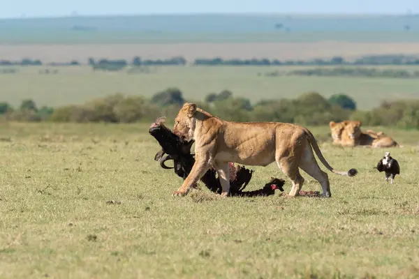 İkili haç sürüsünden bir dişi aslan, vahşi yaşam safarisi sırasında Masai Mara 'nın ovalarındaki leş yiyicilerden uzaklaşmak için bir leşin kalıntılarını sürüklüyor.