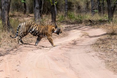 Vahşi yaşam safarisi sırasında Bandhavgarh Tiger Reserve 'in derin ormanlarında yürüyen ve kendi bölgesini keşfeden dişi bir kaplan.