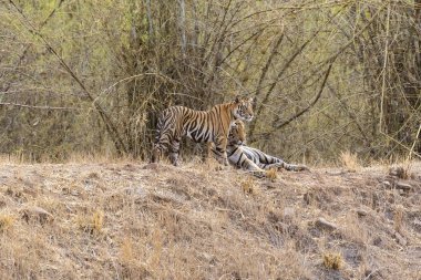 Yetişkin olmayan kaplanlar sıcak bir yaz günü vahşi yaşam safarisi sırasında Bandhavgarh Tiger Reserve 'in derin ormanlarında bir su birikintisinin yanında buluşup birbirlerini selamlıyorlar.