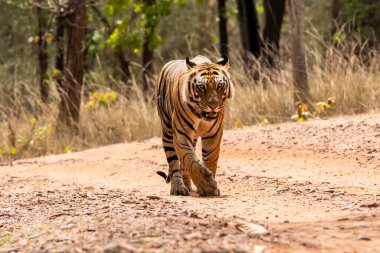 Bir erkek kaplan vahşi yaşam safarisi sırasında Bandhavgarh Tiger Reserve 'in derin ormanlarında yürüyor ve kendi bölgesini keşfediyor.
