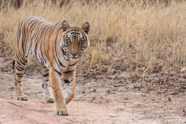 Yetişkin bir dişi kaplan vahşi yaşam safarisi sırasında Bandhavgarh Tiger Reserve 'in derin ormanlarında yürüyor ve bölgesini keşfediyor.