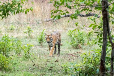 Vahşi yaşam safarisi sırasında Bandhavgarh Tiger Reserve 'in derin ormanlarında yürüyen ve kendi bölgesini keşfeden dişi bir kaplan.