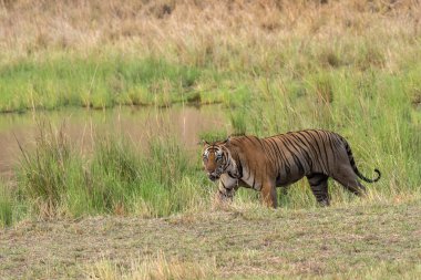Bir erkek kaplan vahşi yaşam safarisi sırasında Bandhavgarh Tiger Reserve 'in derin ormanlarında yürüyor ve kendi bölgesini keşfediyor.