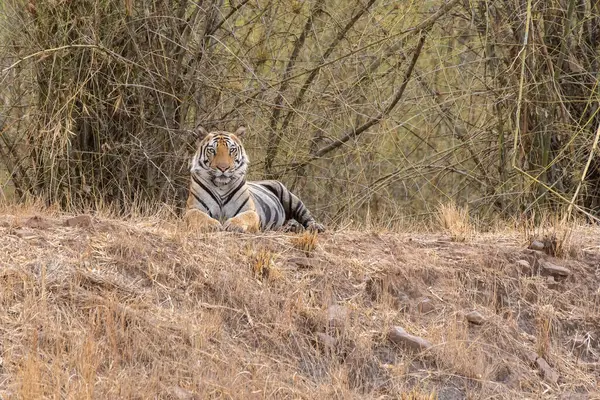 Yetişkin bir erkek kaplan sıcak bir yaz günü vahşi yaşam safarisi sırasında Bandhavgarh Tiger Reserve 'in derin ormanlarında bir su birikintisinin yanında rahatça oturuyor.