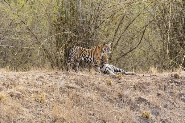 Yetişkin olmayan kaplanlar sıcak bir yaz günü vahşi yaşam safarisi sırasında Bandhavgarh Tiger Reserve 'in derin ormanlarında bir su birikintisinin yanında buluşup birbirlerini selamlıyorlar.
