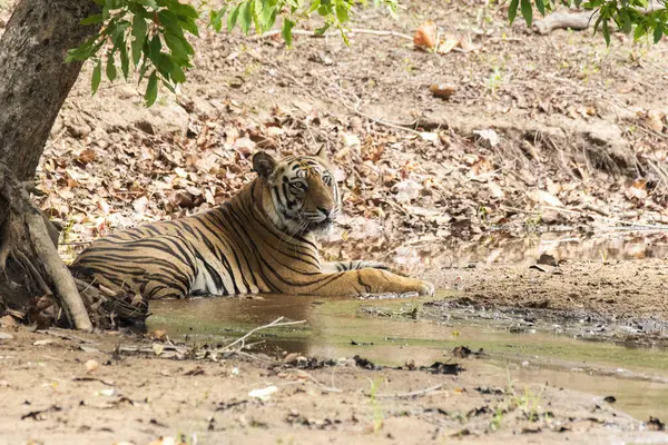 Sıcak bir yaz gününde, Bandhavgarh Tiger Reserve 'in derin ormanlarında vahşi yaşam safarisi sırasında küçük bir derede dinlenen bir erkek kaplan.