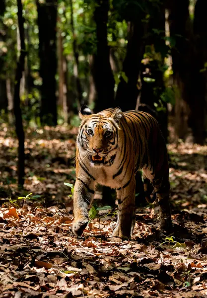 stock image A male tiger walking and exploring its territory in the deep jungles of Bandhavgarh Tiger Reserve during a wildlife safari