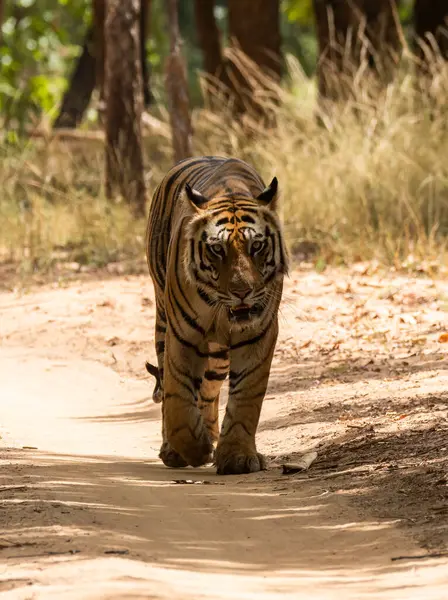 Bir erkek kaplan vahşi yaşam safarisi sırasında Bandhavgarh Tiger Reserve 'in derin ormanlarında yürüyor ve kendi bölgesini keşfediyor.
