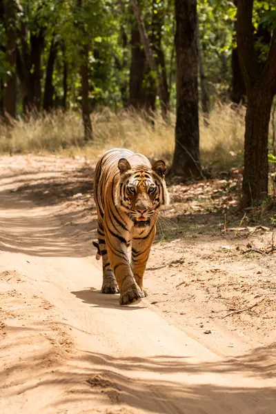 Bir erkek kaplan vahşi yaşam safarisi sırasında Bandhavgarh Tiger Reserve 'in derin ormanlarında yürüyor ve kendi bölgesini keşfediyor.