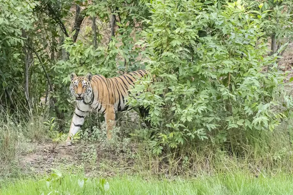 Vahşi yaşam safarisi sırasında Bandhavgarh Tiger Reserve 'in derin ormanlarında yürüyen ve kendi bölgesini keşfeden dişi bir kaplan.