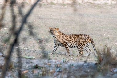 A male leopard patrolling his territory at the edge of Bandhavgarh Tiger Reserve during a wildlife safari clipart