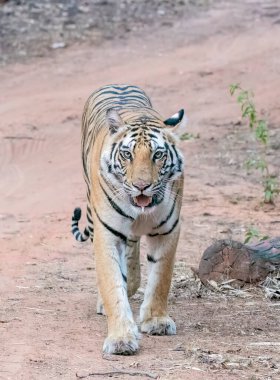 Vahşi yaşam safarisi sırasında Bandhavgarh Tiger Reserve 'in göbeğinde devriye gezen baskın bir erkek kaplan. 