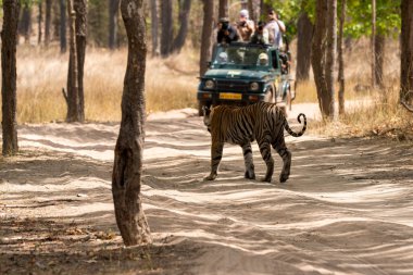 Sıcak bir yaz gününde, Bandhavgarh Tiger Reserve 'in derin ormanlarında turistlerin izlediği vahşi yaşam safarisinde baskın bir erkek kaplan kendi bölgesinde devriye geziyor. 