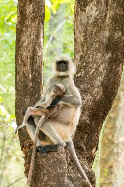 Bir anne ve bebek langur maymunu sıcak bir yaz gününde Bandhavgarh Tiger Reserve 'de bir vahşi yaşam safarisi sırasında bir ağacın altında dinleniyor.