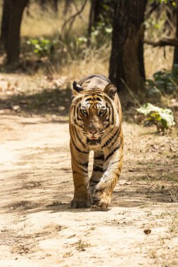 Baskın bir erkek kaplan sıcak bir yaz gününde vahşi yaşam safarisi sırasında Bandhavgarh Tiger Reserve 'in derinliklerinde devriye geziyor.