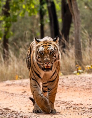 Baskın bir erkek kaplan sıcak bir yaz gününde vahşi yaşam safarisi sırasında Bandhavgarh Tiger Reserve 'in derinliklerinde devriye geziyor.