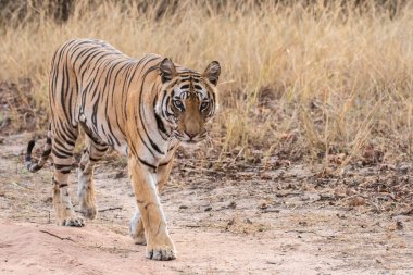 Baskın dişi kaplan sıcak bir yaz gününde vahşi yaşam safarisi sırasında Pench Tiger Rezervi 'nin derinliklerinde devriye geziyor.
