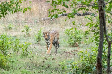 Baskın bir dişi kaplan sıcak bir yaz gününde vahşi yaşam safarisi sırasında Bandhavgarh Tiger Reserve 'in derinliklerinde devriye geziyor.