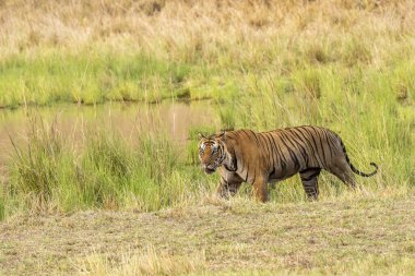 Baskın bir erkek kaplan sıcak bir yaz gününde vahşi yaşam safarisi sırasında Bandhavgarh Tiger Reserve 'in derinliklerinde devriye geziyor.
