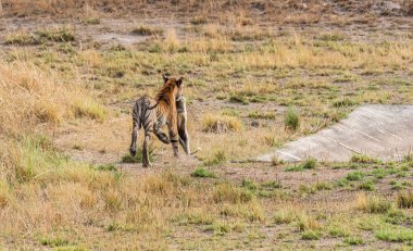 Baskın erkek kaplan maymunu ile kaçıyor sıcak bir yaz gününde Bandhavgarh Tiger Reserve 'de vahşi yaşam safarisi sırasında.