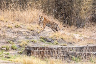 Baskın erkek kaplan maymunu ile kaçıyor sıcak bir yaz gününde Bandhavgarh Tiger Reserve 'de vahşi yaşam safarisi sırasında.