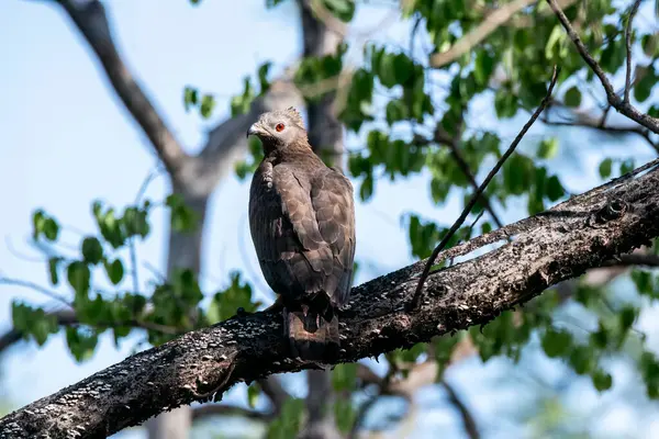 stock image An oriental honey buzzard perched on top of a green covered tree in the deep jungles of Bandhavgarh Tiger Reserve during a wildlife safari