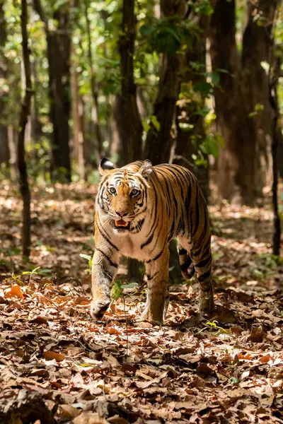 Baskın bir dişi kaplan sıcak bir yaz gününde vahşi yaşam safarisi sırasında Bandhavgarh Tiger Reserve 'in derinliklerinde devriye geziyor.