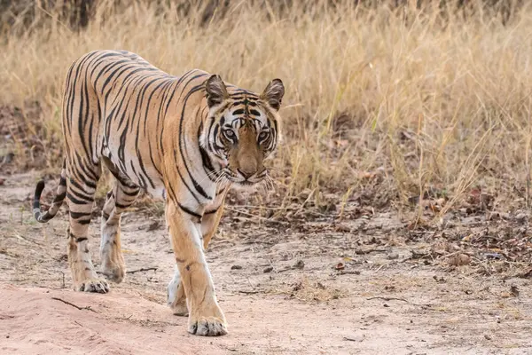 Baskın dişi kaplan sıcak bir yaz gününde vahşi yaşam safarisi sırasında Pench Tiger Rezervi 'nin derinliklerinde devriye geziyor.