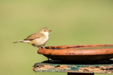A booted warbler sitting on top of a small water container inside a coffee estate on the outskirts of Madikeri town in Karnataka state of India clipart