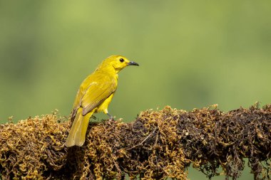 Hindistan 'ın Karnataka Eyaleti' nin derme çatma bir kasabasında, bir dalın üzerine tünemiş sarı kaşlı bir bülten.
