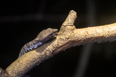 Hindistan 'ın Karnataka eyaletinin Madikeri kasabasının kenar mahallelerinde bir yaban ördeği çıngıraklı yılanı grisi bir morfin fotografı çekildi.