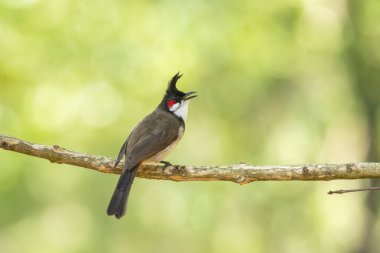 Hindistan 'ın Karnataka kentindeki Madikeri kasabasında bir ağaç dalının tepesine tünemiş kırmızı bıyıklı bir bülten kuş ziyareti sırasında
