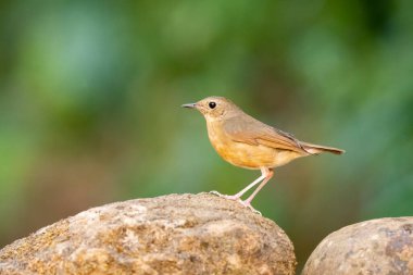Hindistan 'ın Karnataka kentinde, Madikeri kasabasının eteklerindeki bir kahve arazisinin içindeki bir su birikintisinin yanındaki kayanın üzerine tünemiş Hint mavisi bir Robin dişisi.