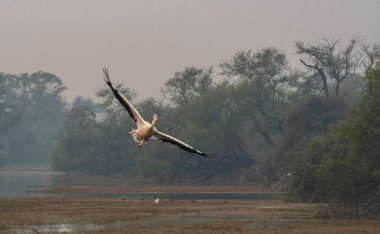 Büyük beyaz pelikanlar, Rajasthan, Bharatpur 'daki Bharatpur kuş barınağında dinlenirken küçük bir tepecikten uçuyorlardı.