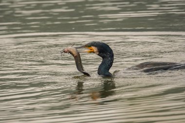 Hindistan 'ın Rajasthan, Bharatpur kentindeki Keoladeo Ulusal Parkı' nın bataklık sularında büyük bir karabatak büyük kedisi balık tutuyor.