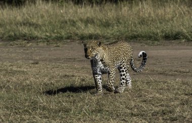 Bir dişi leopar vahşi yaşam safarisi sırasında Masai Mara 'nın ovalarında devriye geziyor.