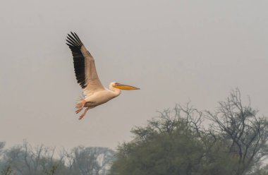 Goa sahillerinde gün batımına karşı gölgelenmiş üç köşeli bir siluet