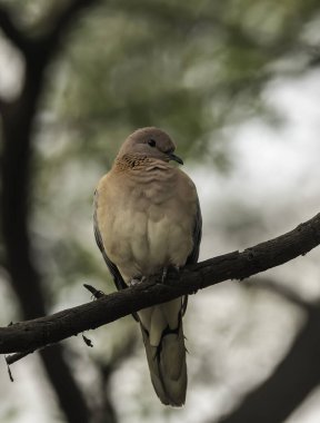 A laughing dove perched on a tree branch inside Keoladeo bird sanctuary on a cold winter morning during a birding trip clipart