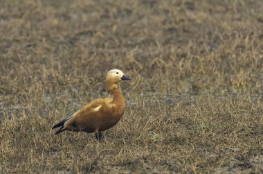 Bir Brahmini ördek namı diğer Ruddy Shelduck soğuk bir kış günü Keoladeo Ulusal Parkı 'ndaki bataklık sularında yüzüyor.