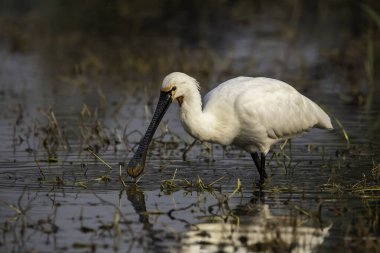Bharathpur, Rajasthan 'daki Keoladeo Ghan Milli Parkı' ndaki bataklık sularında beslenen bir Avrasya kaşığı faturası.