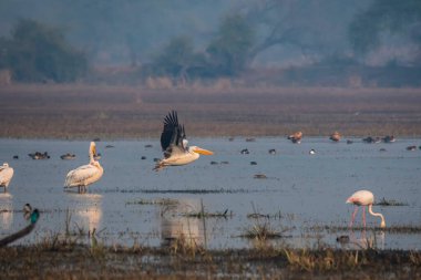 Büyük beyaz pelikanlar, Rajasthan, Bharatpur 'daki Bharatpur kuş barınağında dinlenirken küçük bir tepecikten havalanıyorlardı.