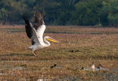 Büyük beyaz pelikanlar, Rajasthan, Bharatpur 'daki Bharatpur kuş barınağında dinlenirken küçük bir tepecikten havalanıyorlardı.