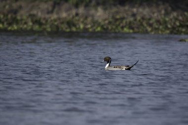 Soğuk bir kış sabahı Bharatpur 'daki bataklık sularında yüzen kuzeyli bir at kuyruğu.