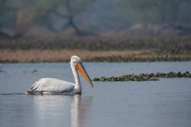 Bir kuş yolculuğu sırasında Bharatpur 'daki bataklık sularında yüzen büyük beyaz bir pelikan.