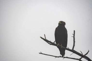 Soğuk ve sisli bir sabahta Bharatpur 'un bataklık topraklarındaki bir ağacın tepesine tünemiş daha büyük benekli bir kartal.